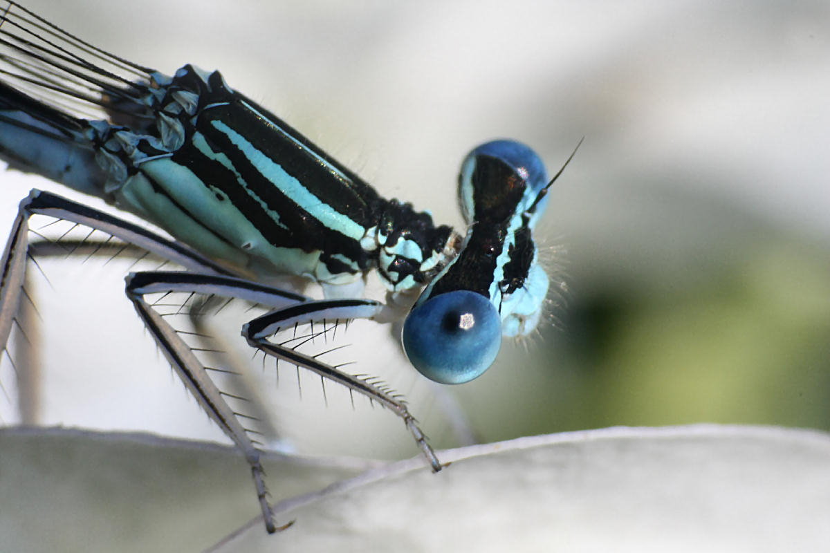 libellulina da identificare: Platycnemis pennipes